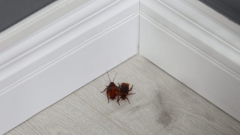 Two cockroaches sit on the floor beside a white baseboard
