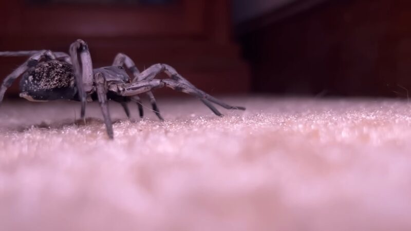 A dark spider crawls across a carpet inside a home