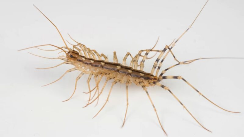 House centipede with long banded legs on a white surface
