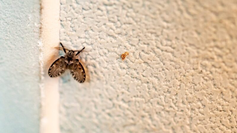 A small drain fly rests on a textured wall