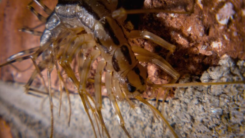 Close-up of a house centipede on a rough wall surface