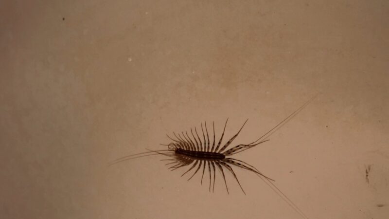 House centipede on a beige wall