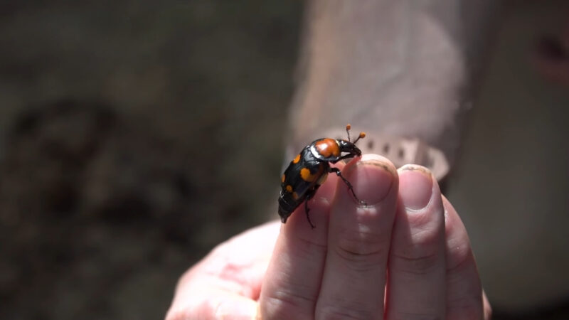 A black and orange beetle rests on a person’s fingertips