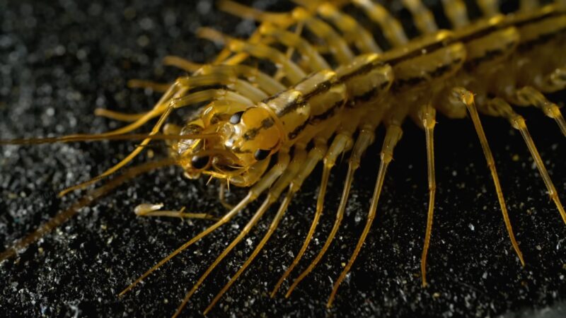 Close-up of two house centipedes on a dark surface