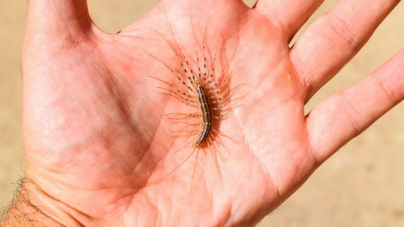A house centipede rests on an open hand