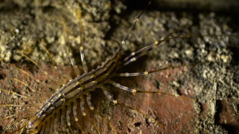House centipede on a rough brick surface