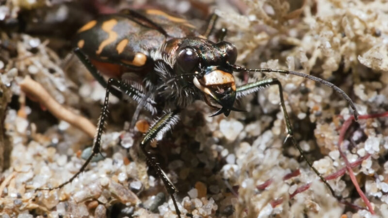 A tiger beetle stands on sandy ground