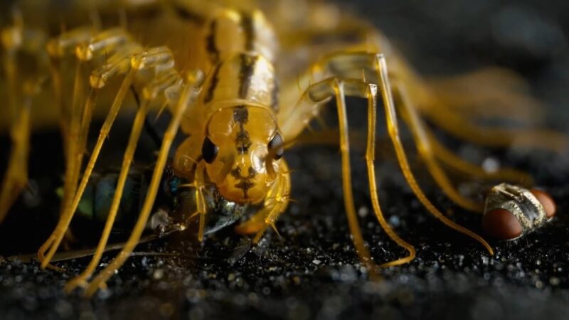 Close-up of a house centipede with a captured fly