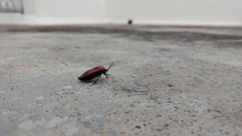 A red and black bug crawls across an indoor floor