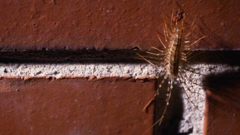 House centipede on a red brick wall