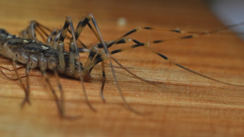 Close-up of a house centipede on a wooden floor
